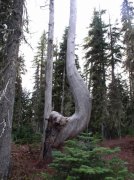 Newton Creek Oct 16 2005 082 